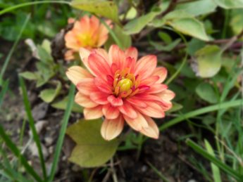 Odak istifleme (Focus Stacking) ve Odak Kaydırma Tekniği Odak istifleme (Focus Stacking) ve Odak Kaydırma Tekniği