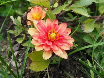 Odak istifleme (Focus Stacking) ve Odak Kaydırma Tekniği Odak istifleme (Focus Stacking) ve Odak Kaydırma Tekniği