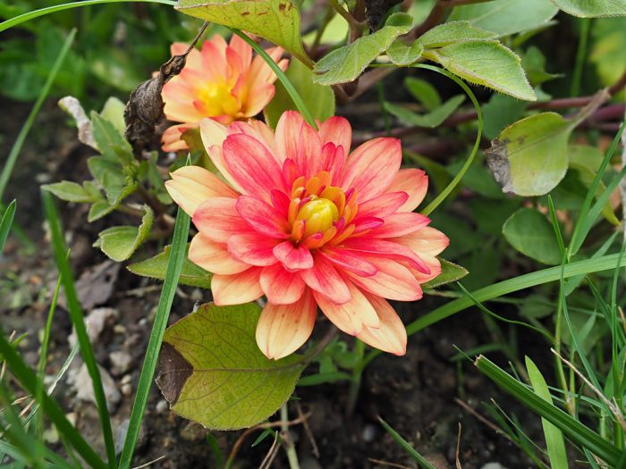 Odak istifleme (Focus Stacking) ve Odak Kaydırma Tekniği Odak istifleme (Focus Stacking) ve Odak Kaydırma Tekniği