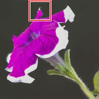 Odak istifleme (Focus Stacking) ve Odak Kaydırma Tekniği Odak istifleme (Focus Stacking) ve Odak Kaydırma Tekniği