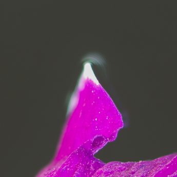 Odak istifleme (Focus Stacking) ve Odak Kaydırma Tekniği Odak istifleme (Focus Stacking) ve Odak Kaydırma Tekniği