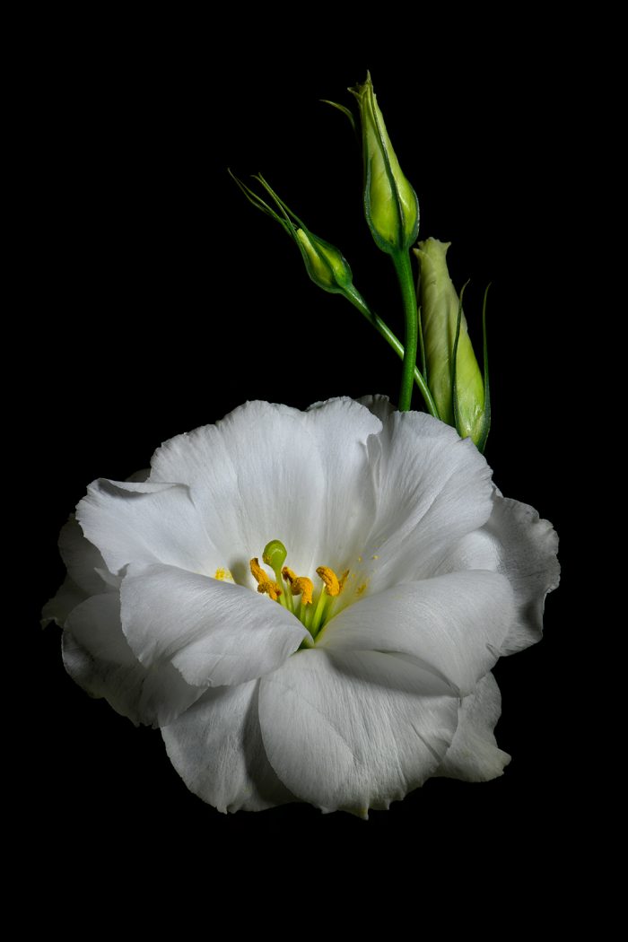 Odak istifleme (Focus Stacking) ve Odak Kaydırma Tekniği Odak istifleme (Focus Stacking) ve Odak Kaydırma Tekniği