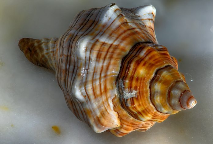 Odak istifleme (Focus Stacking) ve Odak Kaydırma Tekniği