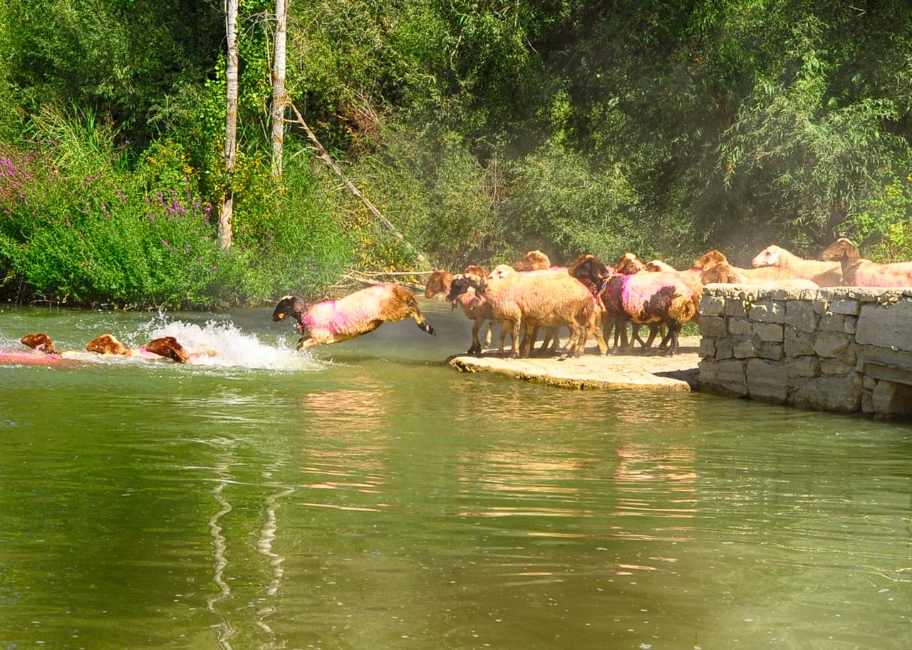 Koyun Atlatma Festivali