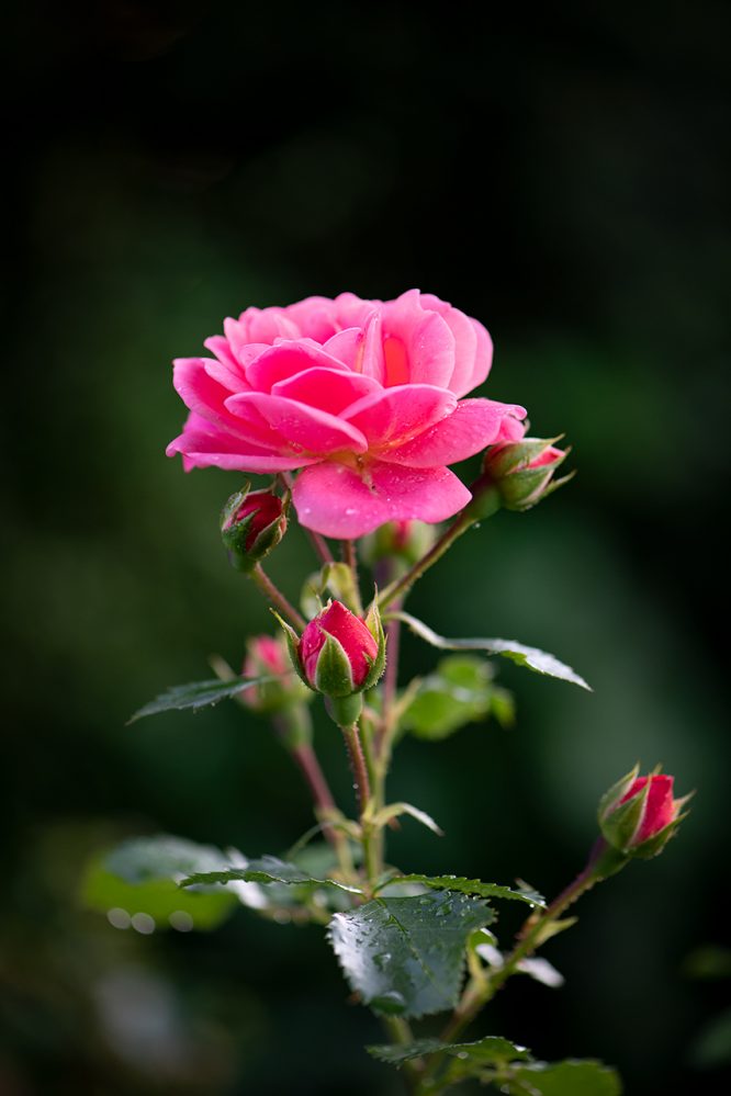 Fotoğraf Çekmekten Neden Vazgeçiyoruz?