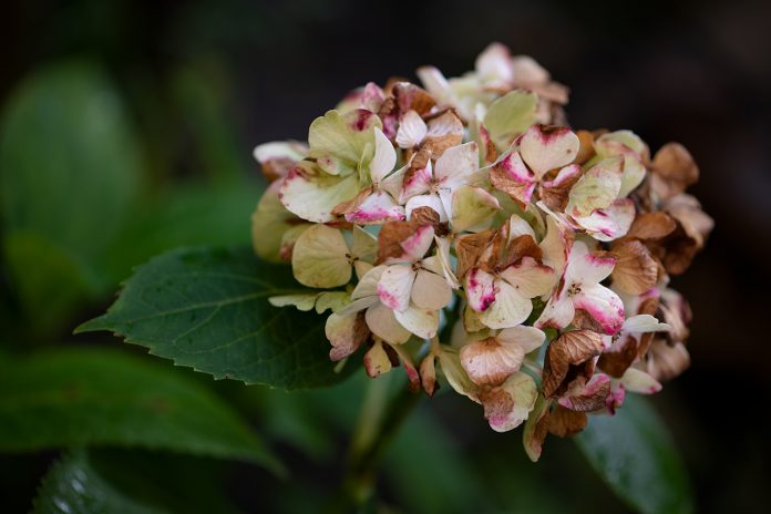 Fotoğraf Çekmekten Neden Vazgeçiyoruz?