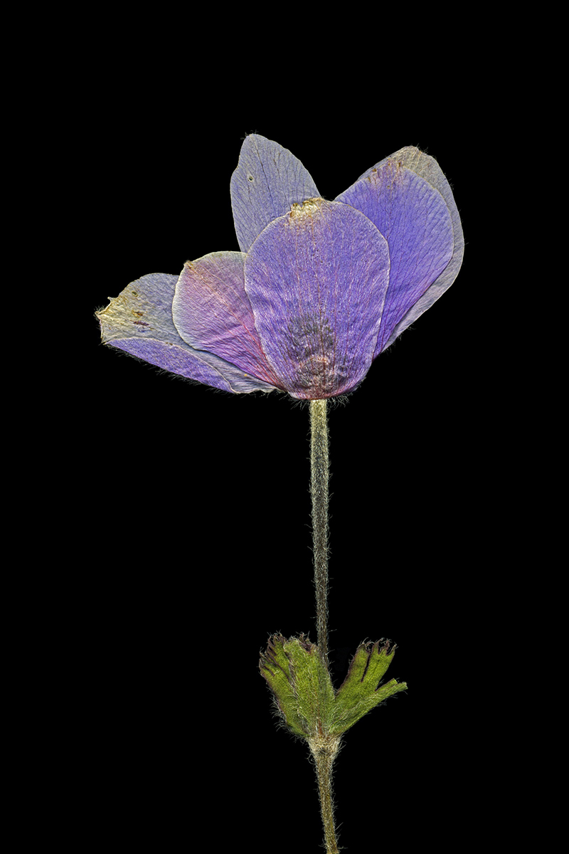 Gönüllü Emek / Amatör Foto-Graf - Süha Aray