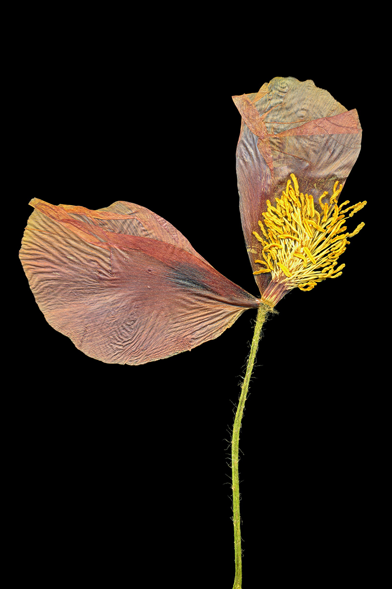 Gönüllü Emek / Amatör Foto-Graf - Süha Aray