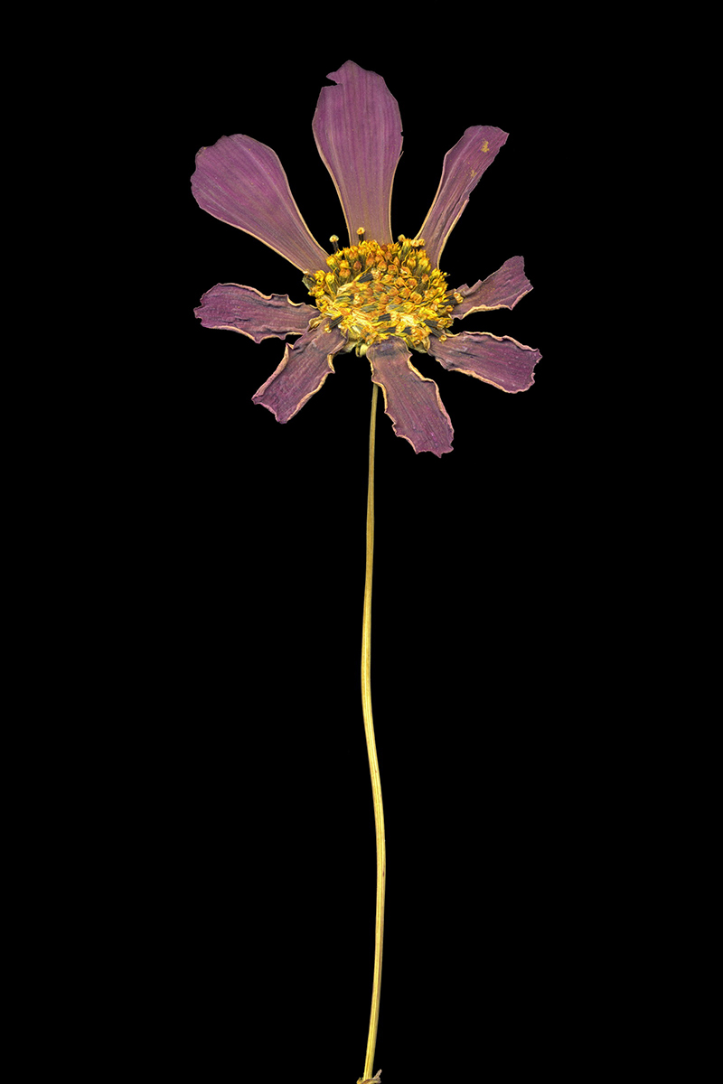 Gönüllü Emek / Amatör Foto-Graf - Süha Aray