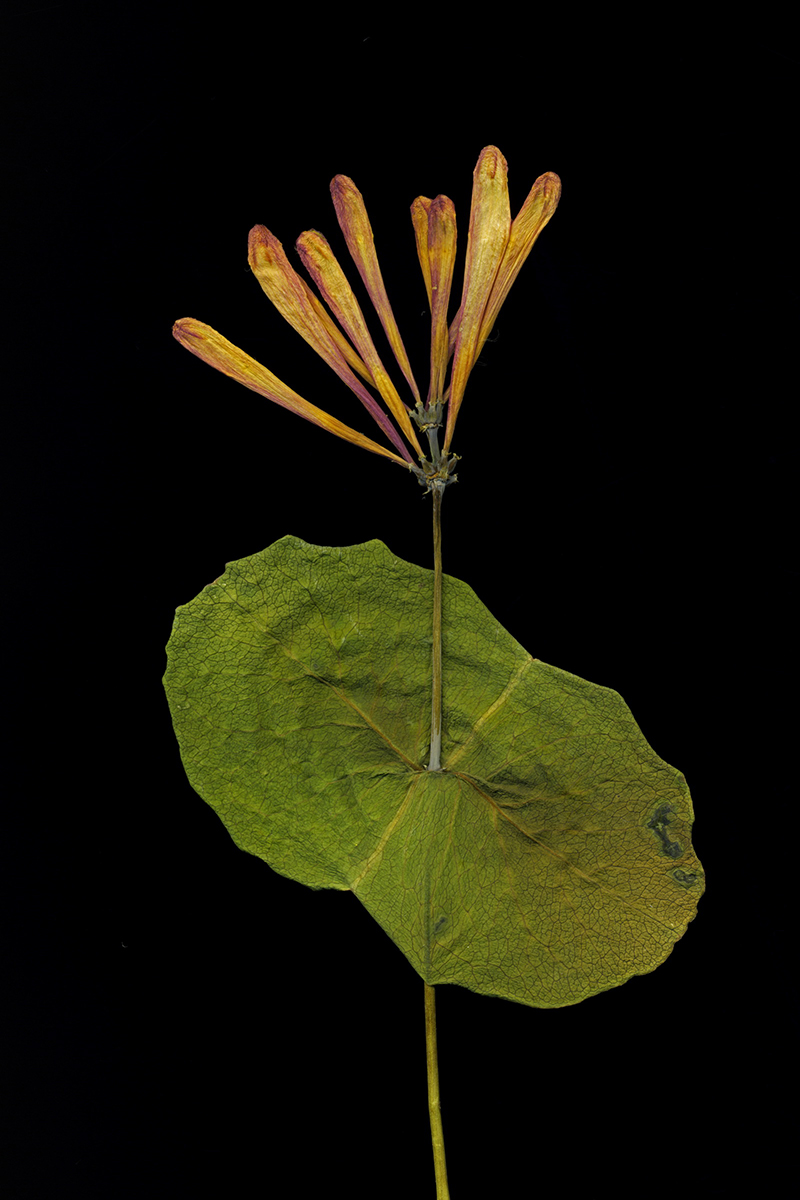 Gönüllü Emek / Amatör Foto-Graf - Süha Aray