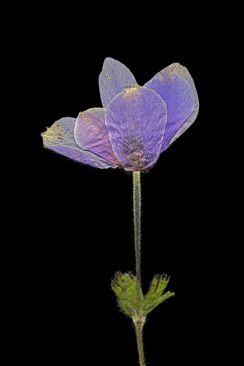 Gönüllü Emek / Amatör Foto-Graf - Süha Aray