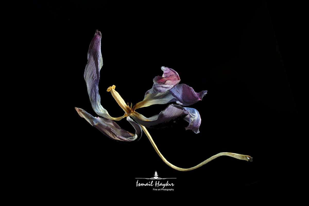 Fotograf için deli divane olan bir insan: İsmail H. Haykır