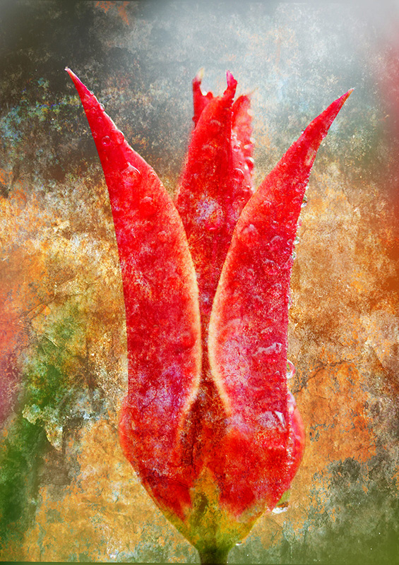 Fotograf için deli divane olan bir insan: İsmail H. Haykır