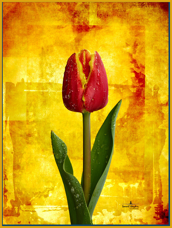 Fotograf için deli divane olan bir insan: İsmail H. Haykır