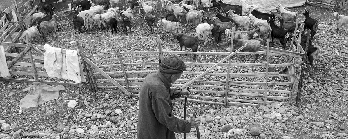 Fotoğrafın hikayesi; Cemal Amca ve Keçileri